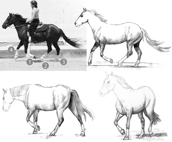 draw horse gaits accurately