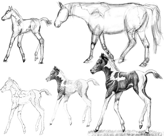 draw a foal