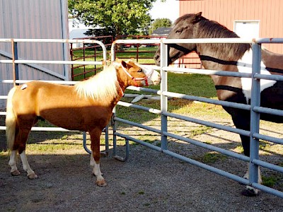 Toby, the Amish Driving Pony