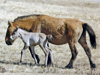 Barron Trump's Mongolian Horse