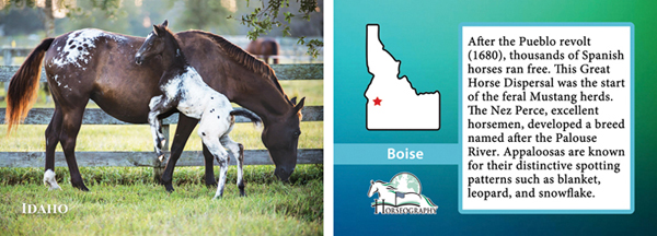 horseography usa cards