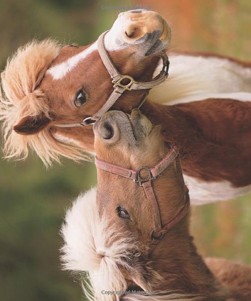 Wild For Horses Poster Book #2