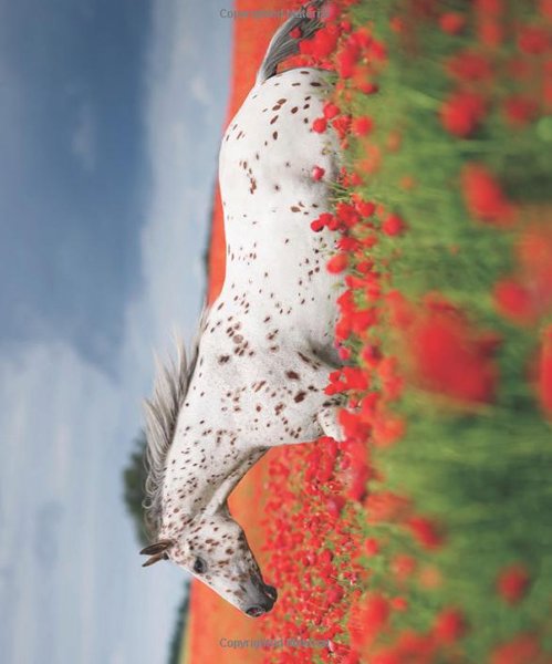 Wild For Horses Poster Book #3
