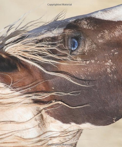 Wild For Horses Poster Book #5