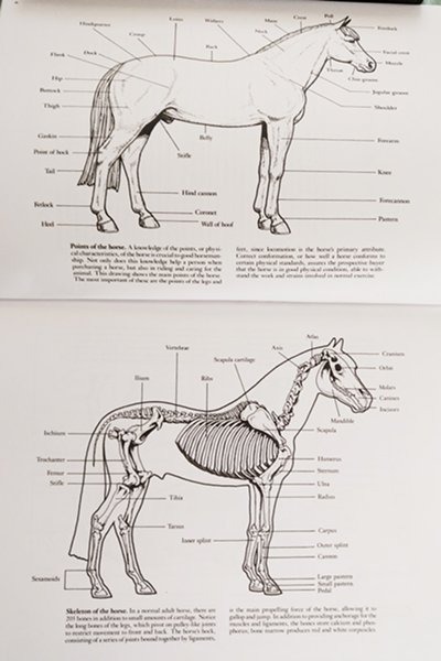 My Horse Coloring Book #3