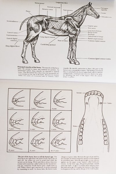 My Horse Coloring Book #4